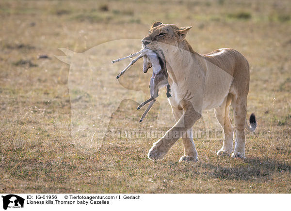 Lioness kills Thomson baby Gazelles / IG-01956