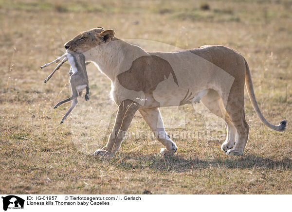 Lwin ttet Thomson-Gazellen Baby / Lioness kills Thomson baby Gazelles / IG-01957