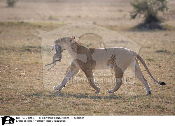 Lioness kills Thomson baby Gazelles / IG-01958