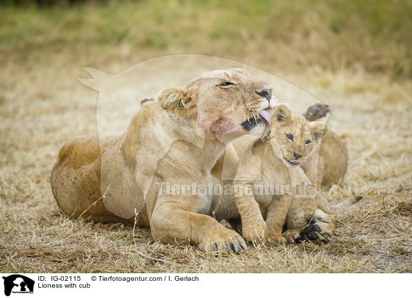 Lwin mit Jungen / Lioness with cub / IG-02115
