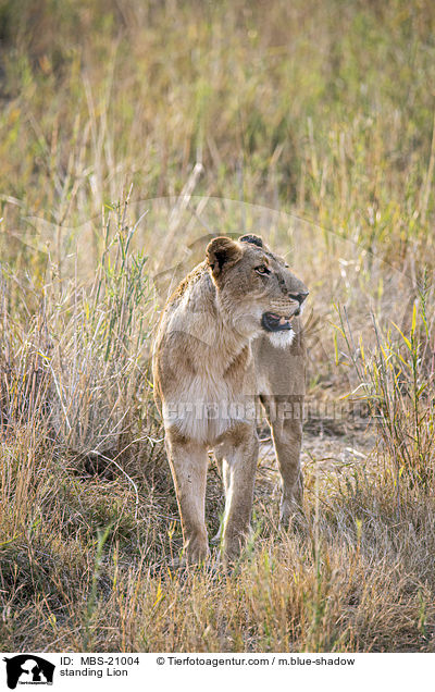 stehender Lwe / standing Lion / MBS-21004