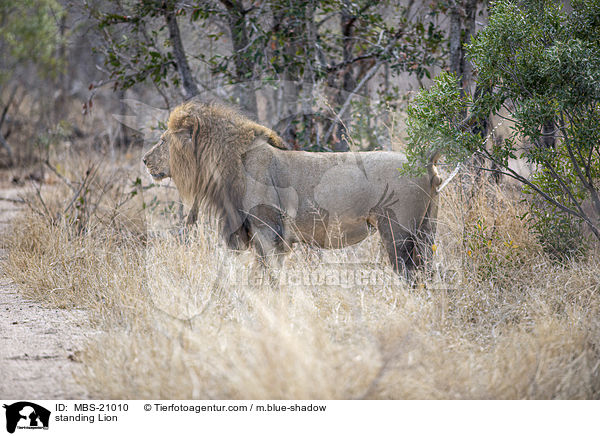 stehender Lwe / standing Lion / MBS-21010