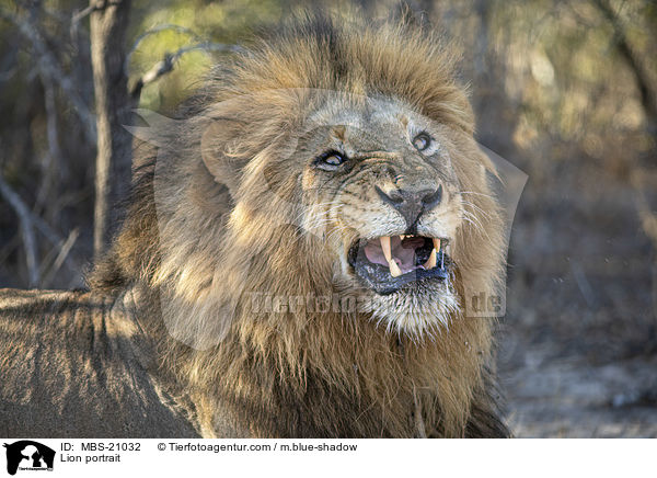 Lwe Portrait / Lion portrait / MBS-21032