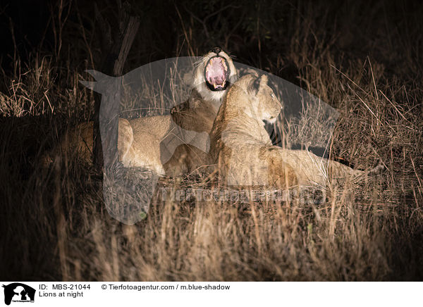 Lwen bei Nacht / Lions at night / MBS-21044