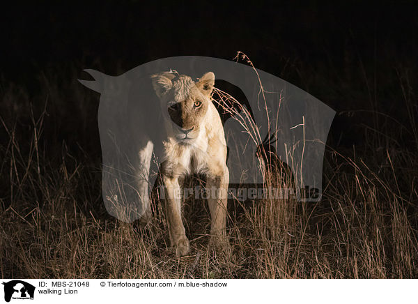laufender Lwe / walking Lion / MBS-21048