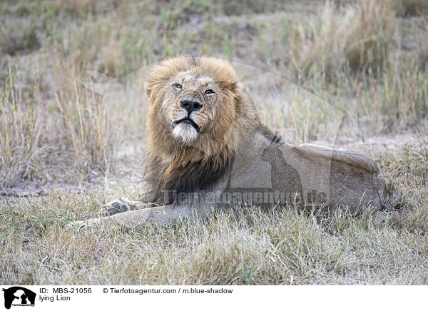 liegender Lwe / lying Lion / MBS-21056