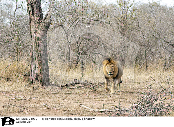 laufender Lwe / walking Lion / MBS-21070