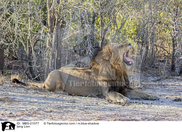 liegender L�we / lying Lion / MBS-21077