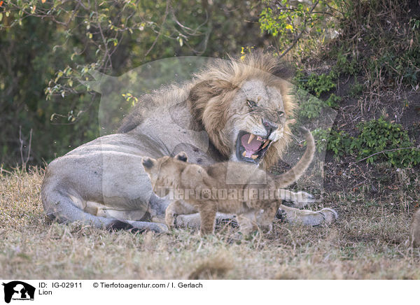 L�we / Lion / IG-02911