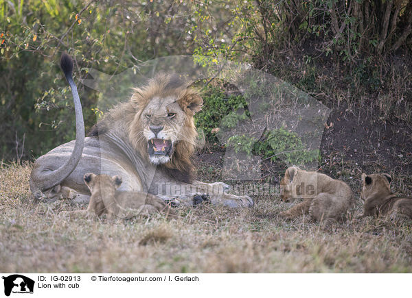 Lwe mit Jungtier / Lion with cub / IG-02913