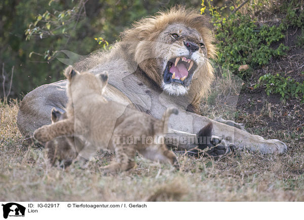 L�we / Lion / IG-02917