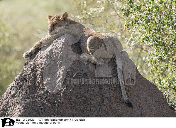 junger L�we auf einem Erdh�gel / young Lion on a mound of earth / IG-02923