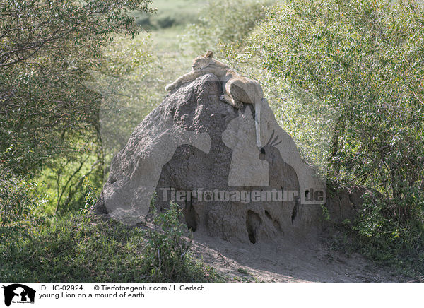 junger Lwe auf einem Erdhgel / young Lion on a mound of earth / IG-02924