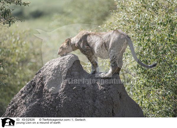 junger Lwe auf einem Erdhgel / young Lion on a mound of earth / IG-02926