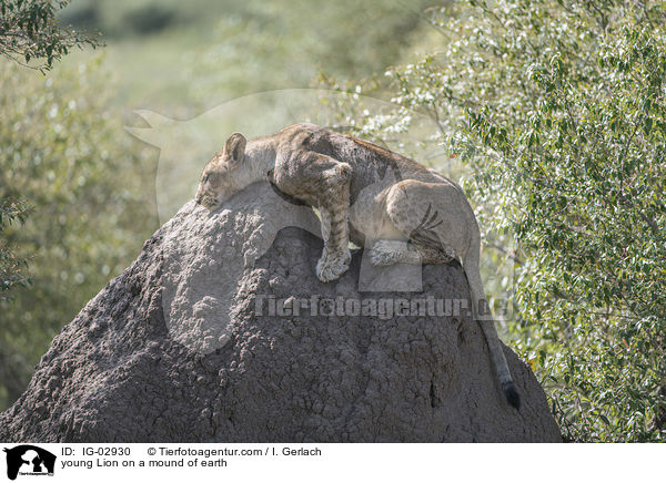 junger Lwe auf einem Erdhgel / young Lion on a mound of earth / IG-02930
