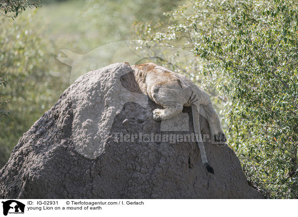 junger Lwe auf einem Erdhgel / young Lion on a mound of earth / IG-02931