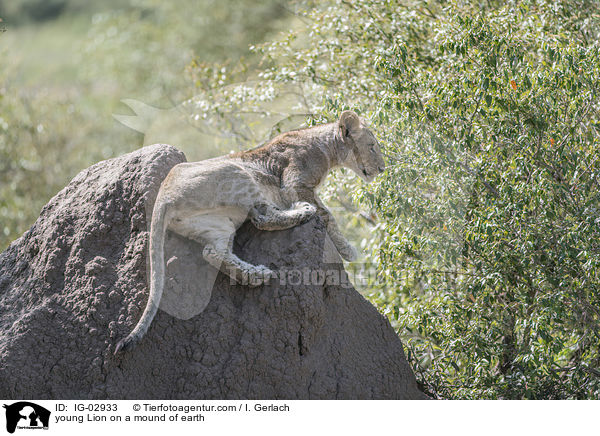 junger Lwe auf einem Erdhgel / young Lion on a mound of earth / IG-02933