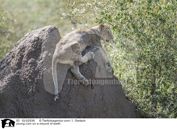 junger Lwe auf einem Erdhgel / young Lion on a mound of earth / IG-02936