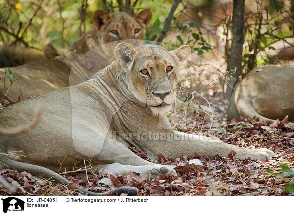 Lwinnen / lionesses / JR-04851