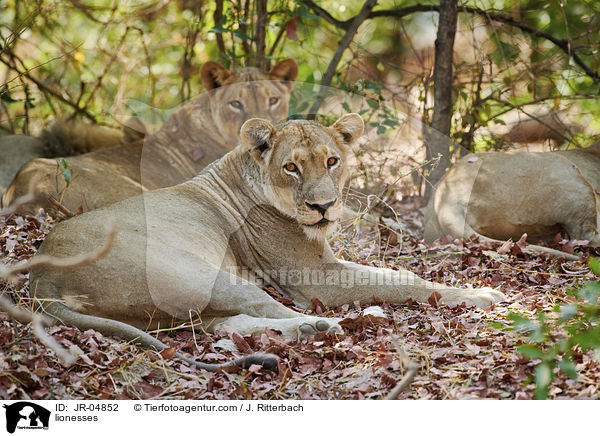 lionesses / JR-04852