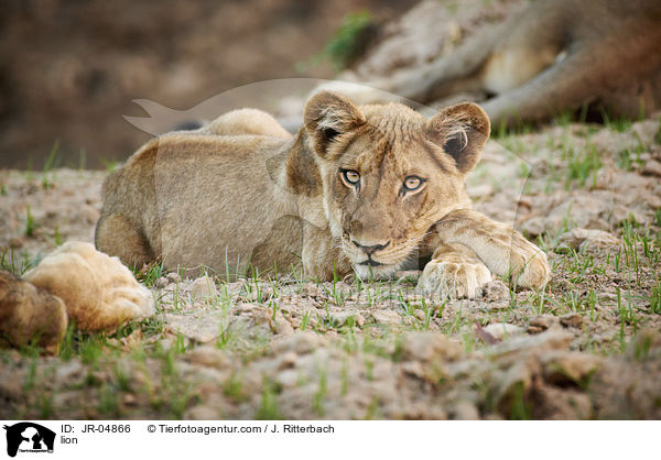 lion / JR-04866