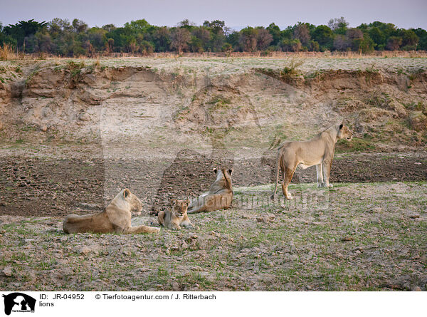 Lwen / lions / JR-04952