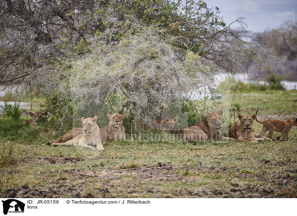 Lwen / lions / JR-05159