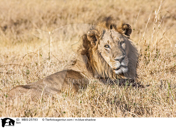 Lwe / lion / MBS-25783