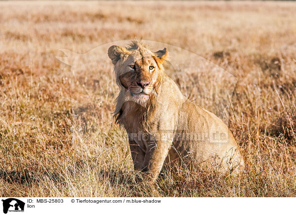 Lwe / lion / MBS-25803