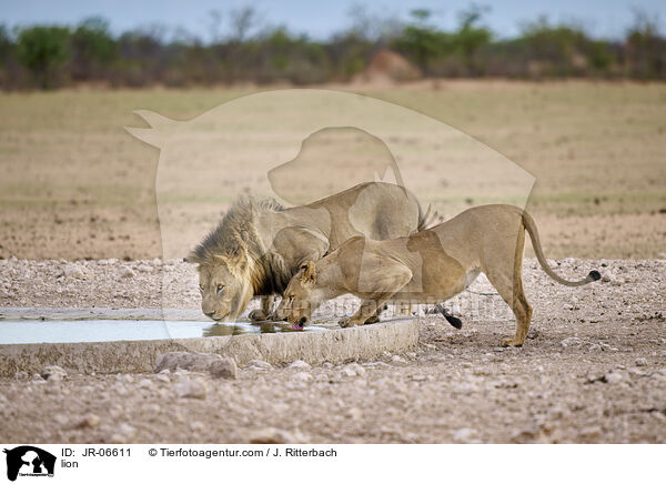 Lwe / lion / JR-06611