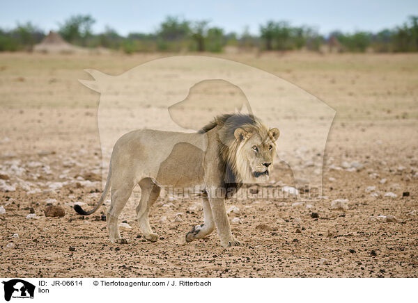 Lwe / lion / JR-06614