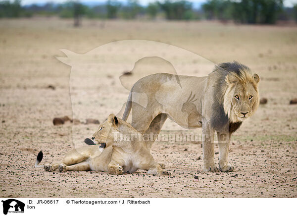 Lwe / lion / JR-06617
