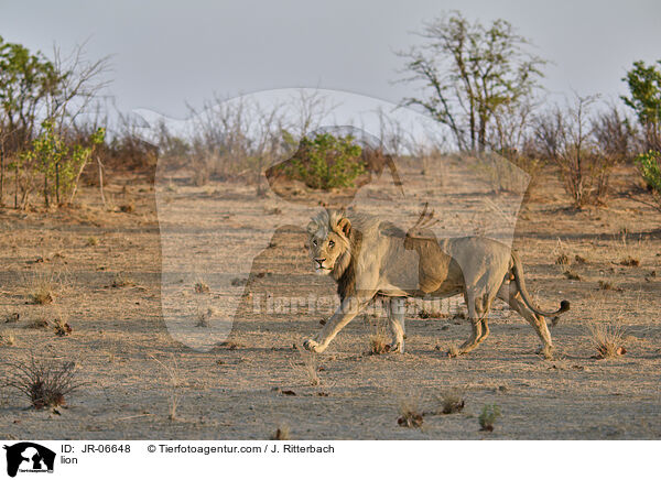Lwe / lion / JR-06648