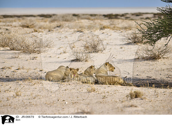 Lwe / lion / JR-06679