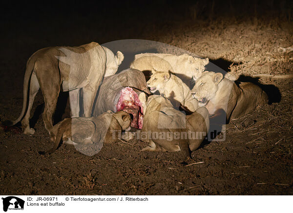 Lwen fressen Bffel / Lions eat buffalo / JR-06971