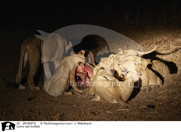 Lwen fressen Bffel / Lions eat buffalo / JR-06974