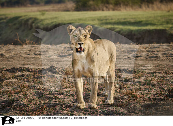 Lwe / Lion / JR-06990
