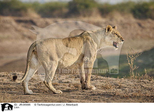 Lion / JR-06996
