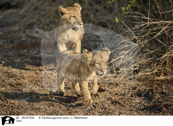 Lwe / Lion / JR-07009