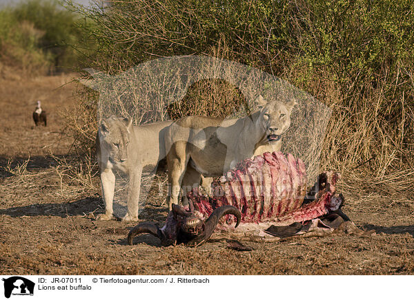 Lwen fressen Bffel / Lions eat buffalo / JR-07011
