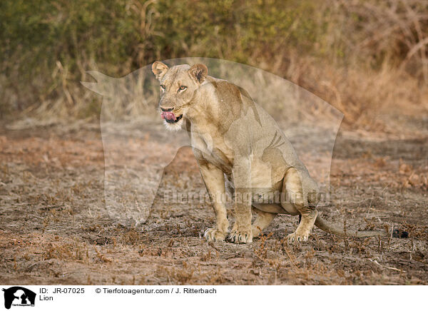 Lwe / Lion / JR-07025