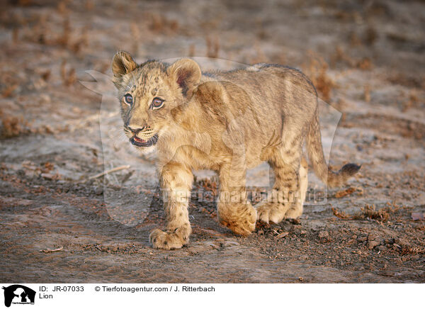 Lwe / Lion / JR-07033