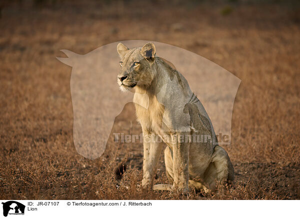 Lwe / Lion / JR-07107
