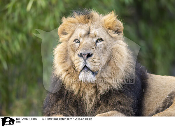 Lwe / lion / DMS-11887