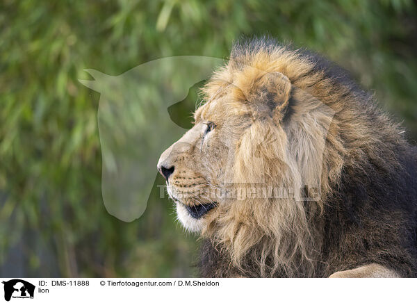Lwe / lion / DMS-11888