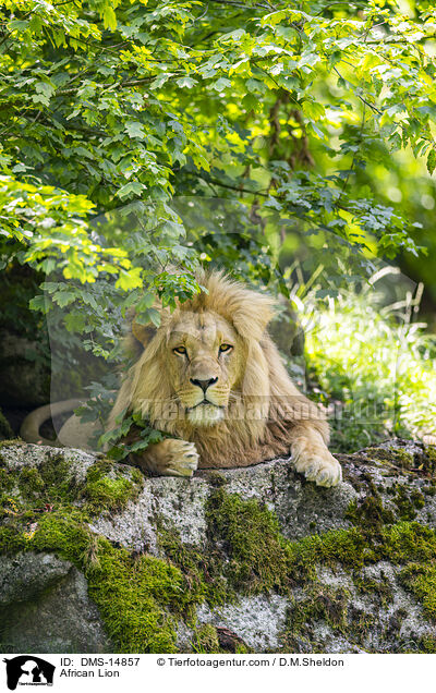 Afrikanischer Lwe / African Lion / DMS-14857