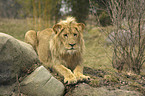 male Lion