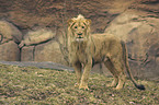 male Lion