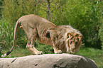 male Lion