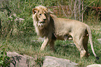 male Lion